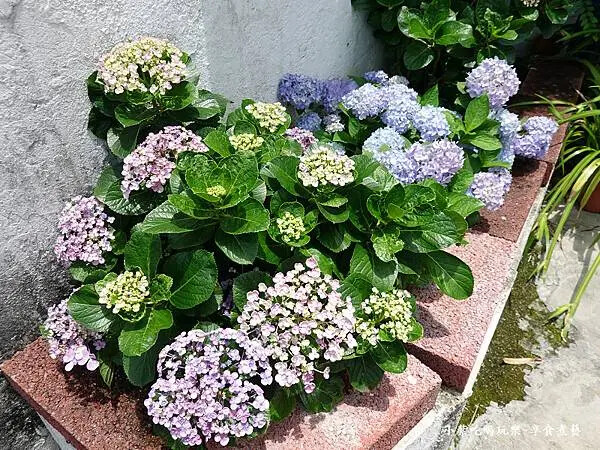 2025-枕頭山農莊餐飲區 (3).jpg 2025-枕頭山農莊餐飲區 (3).jpg