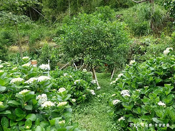 枕頭山農莊-吳家果樹農園繡球花季 (12).jpg 枕頭山農莊-吳家果樹農園繡球花季 (12).jpg