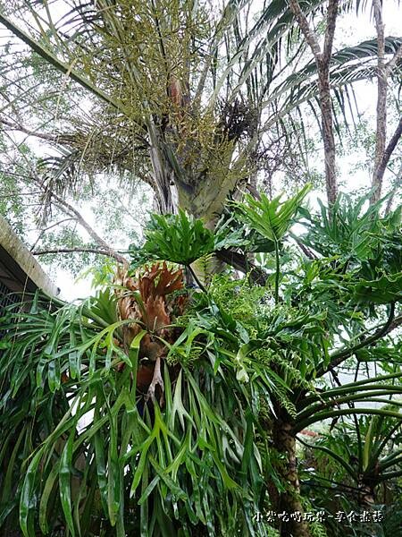 三角椰子樹與鹿角蕨 -金雙甡花卉農場.jpg 三角椰子樹與鹿角蕨 -金雙甡花卉農場.jpg