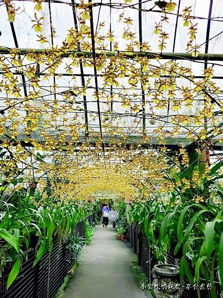文心蘭黃金隧道-金雙甡花卉農場 (5).jpg 文心蘭黃金隧道-金雙甡花卉農場 (5).jpg