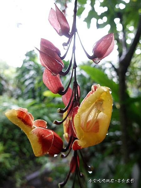 跳舞女郎-金雙甡花卉農場 (1).jpg 跳舞女郎-金雙甡花卉農場 (1).jpg