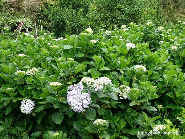 枕頭山農莊-吳家果樹農園繡球花季 (19).jpg 枕頭山農莊-吳家果樹農園繡球花季 (19).jpg