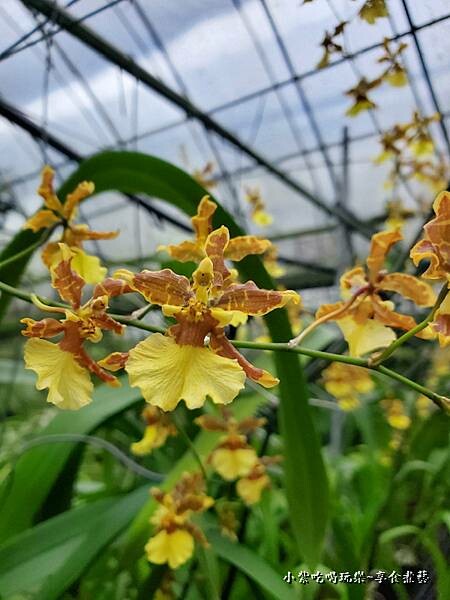 小區-文心蘭蕨類拍照區-金雙甡花卉農場 (3).jpg 小區-文心蘭蕨類拍照區-金雙甡花卉農場 (3).jpg
