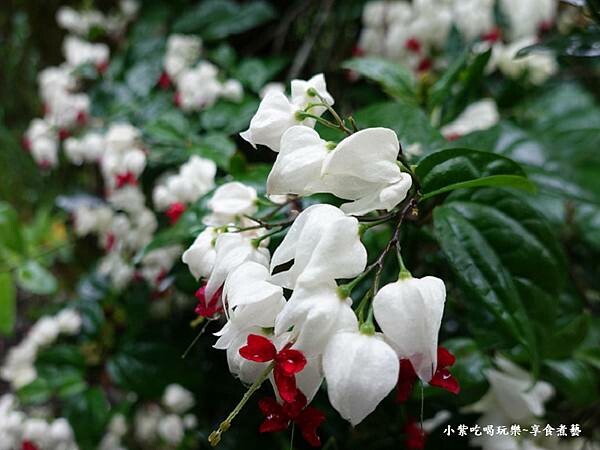 花卉 -金雙甡花卉農場.jpg 花卉 -金雙甡花卉農場.jpg