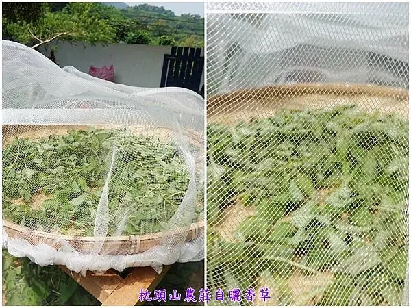 自曬香草-枕頭山農莊.jpg 自曬香草-枕頭山農莊.jpg
