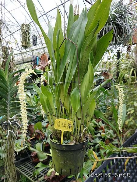 黃穗蘭-金雙甡花卉農場.jpg 黃穗蘭-金雙甡花卉農場.jpg