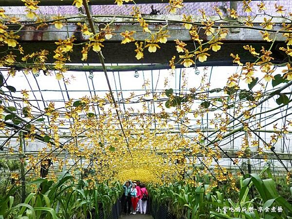 文心蘭黃金隧道-金雙甡花卉農場 (7).jpg 文心蘭黃金隧道-金雙甡花卉農場 (7).jpg