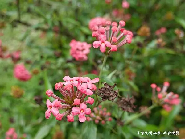 枕頭山農莊-吳家果樹農園繡球花季 (11).jpg 枕頭山農莊-吳家果樹農園繡球花季 (11).jpg