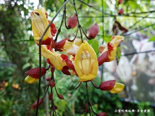 跳舞女郎-金雙甡花卉農場 (2).jpg 跳舞女郎-金雙甡花卉農場 (2).jpg