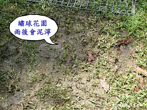 枕頭山農莊-吳家果樹農園繡球花季 (1).jpg 枕頭山農莊-吳家果樹農園繡球花季 (1).jpg