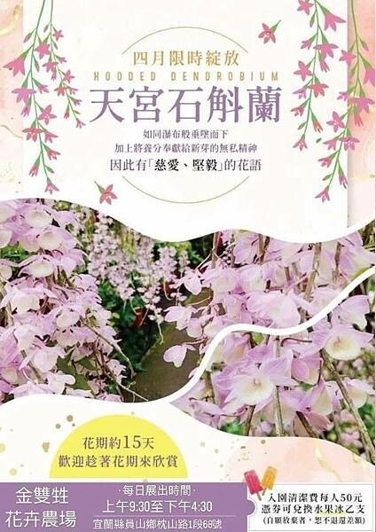 4月天宮石斛蘭-金雙甡花卉農場.jpg 4月天宮石斛蘭-金雙甡花卉農場.jpg