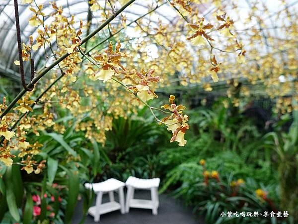 文心蘭拍照裝置區-金雙甡花卉農場 (1).jpg 文心蘭拍照裝置區-金雙甡花卉農場 (1).jpg