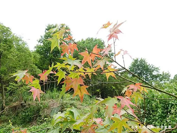 枕頭山農莊-吳家果樹農園繡球花季 (22).jpg 枕頭山農莊-吳家果樹農園繡球花季 (22).jpg