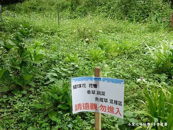 枕頭山農莊-吳家果樹農園繡球花季 (16).jpg 枕頭山農莊-吳家果樹農園繡球花季 (16).jpg