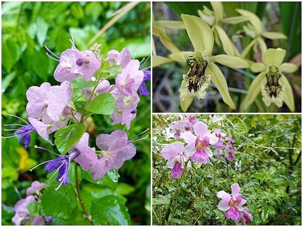 賞花-金雙甡花卉農場.jpg 賞花-金雙甡花卉農場.jpg