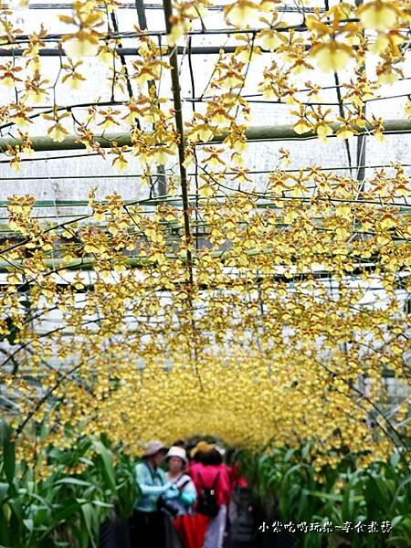 文心蘭黃金隧道-金雙甡花卉農場 (1).jpg 文心蘭黃金隧道-金雙甡花卉農場 (1).jpg