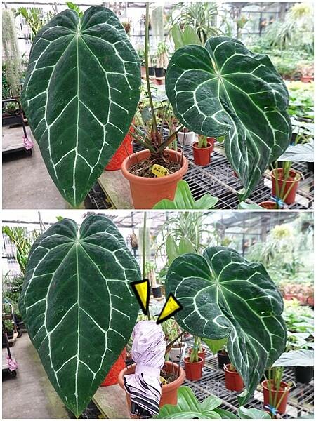 冰晶火燭-金雙甡花卉農場.jpg 冰晶火燭-金雙甡花卉農場.jpg