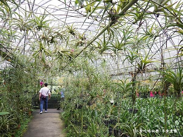 空氣鳳梨隧道-金雙甡花卉農場 (2).jpg 空氣鳳梨隧道-金雙甡花卉農場 (2).jpg