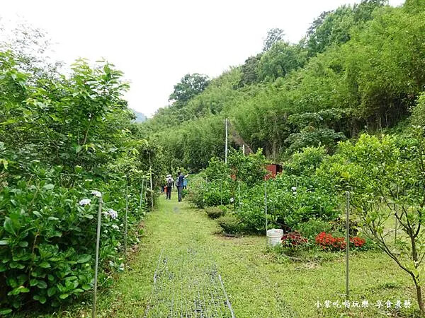 枕頭山農莊-吳家果樹農園繡球花季 (21).jpg 枕頭山農莊-吳家果樹農園繡球花季 (21).jpg