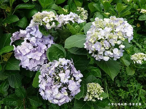 枕頭山農莊-吳家果樹農園繡球花季 (14).jpg 枕頭山農莊-吳家果樹農園繡球花季 (14).jpg