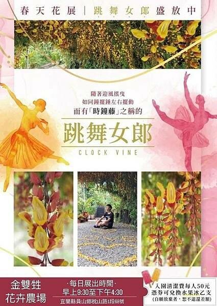 56月跳舞女郎-金雙甡花卉農場.jpg 56月跳舞女郎-金雙甡花卉農場.jpg