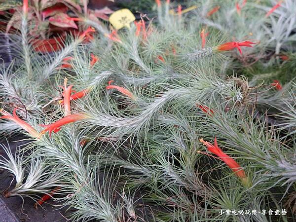 空氣鳳梨開花-金雙甡花卉農場.jpg 空氣鳳梨開花-金雙甡花卉農場.jpg
