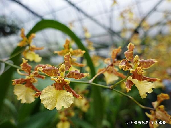 文心蘭黃金隧道-金雙甡花卉農場 (2).jpg 文心蘭黃金隧道-金雙甡花卉農場 (2).jpg