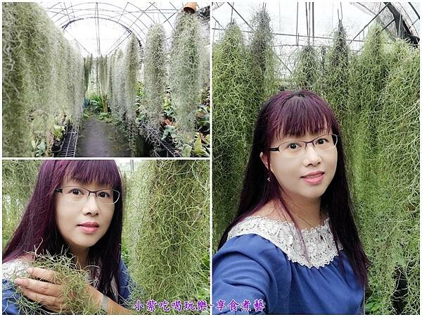 松蘿鳳梨-金雙甡花卉農場.jpg 松蘿鳳梨-金雙甡花卉農場.jpg