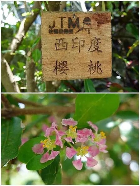 西印度櫻桃-枕頭山農莊.jpg 西印度櫻桃-枕頭山農莊.jpg