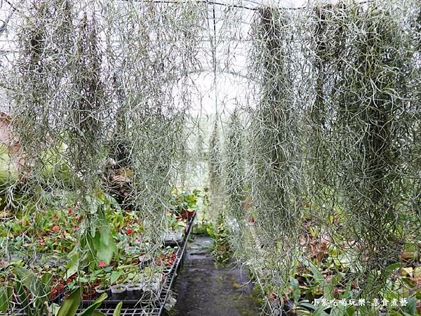 松蘿鳳梨-金雙甡花卉農場 (5)20.jpg 松蘿鳳梨-金雙甡花卉農場 (5)20.jpg