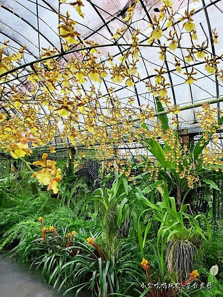 文心蘭拍照裝置區-金雙甡花卉農場 (2).jpg 文心蘭拍照裝置區-金雙甡花卉農場 (2).jpg