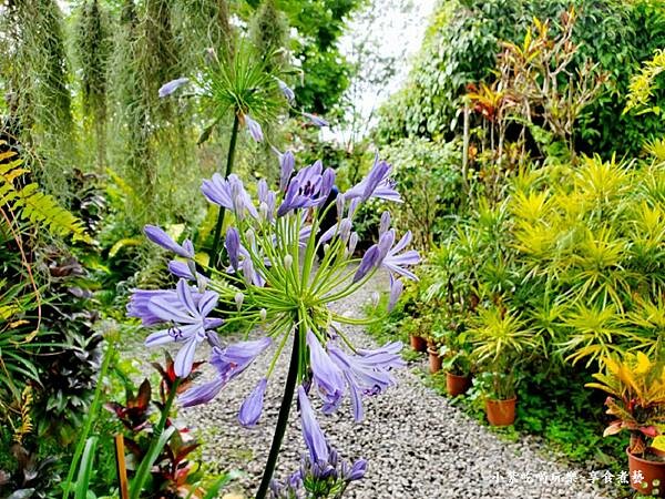 愛情花-金雙甡花卉農場.jpg 愛情花-金雙甡花卉農場.jpg