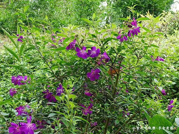 枕頭山農莊-吳家果樹農園繡球花季 (9).jpg 枕頭山農莊-吳家果樹農園繡球花季 (9).jpg