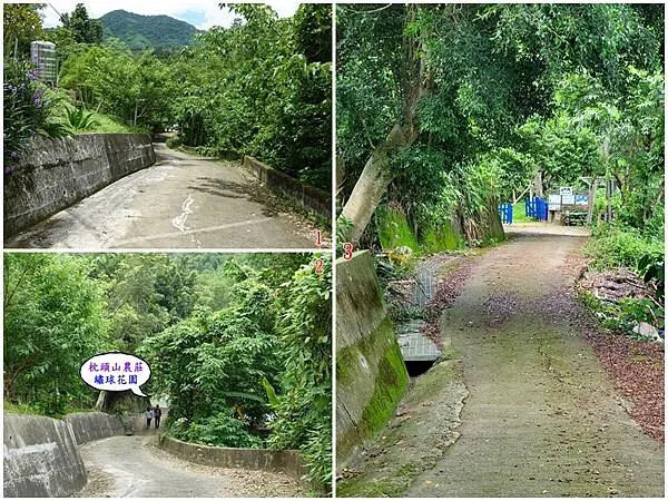 枕頭山農莊繡球花農園往下走1分鐘.jpg 枕頭山農莊繡球花農園往下走1分鐘.jpg