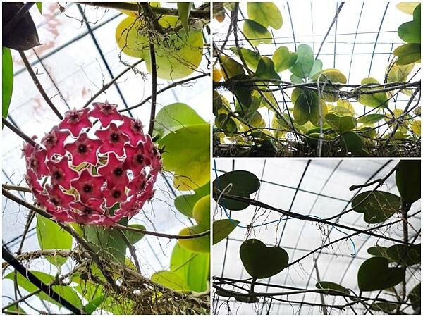 心葉毯蘭-金雙甡花卉農場.jpg 心葉毯蘭-金雙甡花卉農場.jpg