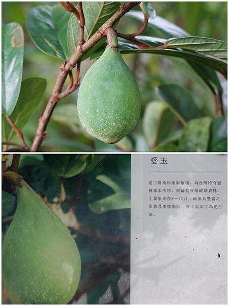 愛玉-金雙甡花卉農場.jpg 愛玉-金雙甡花卉農場.jpg