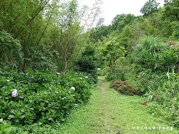 枕頭山農莊-吳家果樹農園繡球花季 (8).jpg 枕頭山農莊-吳家果樹農園繡球花季 (8).jpg