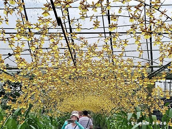 文心蘭黃金隧道-金雙甡花卉農場 (6).jpg 文心蘭黃金隧道-金雙甡花卉農場 (6).jpg