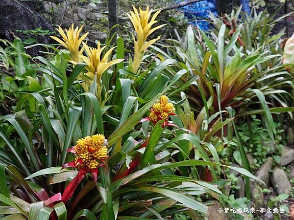金鑽擎天鳳梨花-金雙甡花卉農場.jpg 金鑽擎天鳳梨花-金雙甡花卉農場.jpg