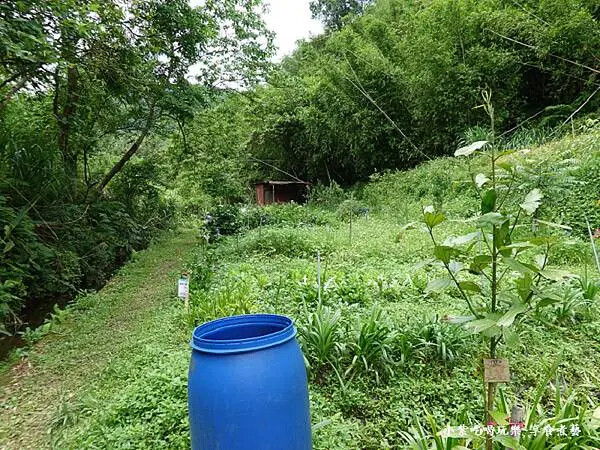 枕頭山農莊-吳家果樹農園繡球花季 (15).jpg 枕頭山農莊-吳家果樹農園繡球花季 (15).jpg