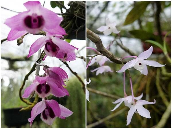 不知名蘭花-金雙甡花卉農場.jpg 不知名蘭花-金雙甡花卉農場.jpg