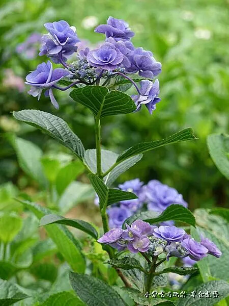 妖精之瞳繡球花-枕頭山農莊 (2)1.jpg 妖精之瞳繡球花-枕頭山農莊 (2)1.jpg