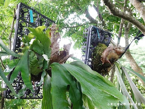 鹿角蕨區-金雙甡花卉農場 (1).jpg 鹿角蕨區-金雙甡花卉農場 (1).jpg