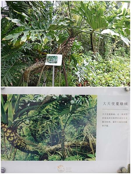 大天使蔓綠絨-金雙甡花卉農場.jpg 大天使蔓綠絨-金雙甡花卉農場.jpg