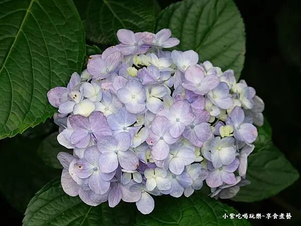 枕頭山農莊-吳家果樹農園繡球花季 (20).jpg 枕頭山農莊-吳家果樹農園繡球花季 (20).jpg