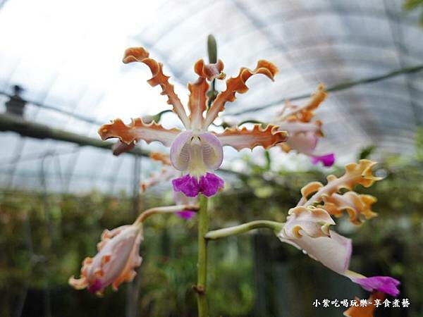 蘭花-金雙甡花卉農場.jpg 蘭花-金雙甡花卉農場.jpg