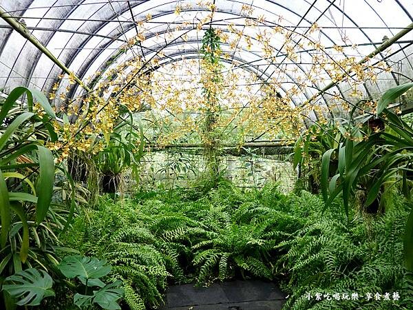 小區-文心蘭蕨類拍照區-金雙甡花卉農場 (1).jpg 小區-文心蘭蕨類拍照區-金雙甡花卉農場 (1).jpg