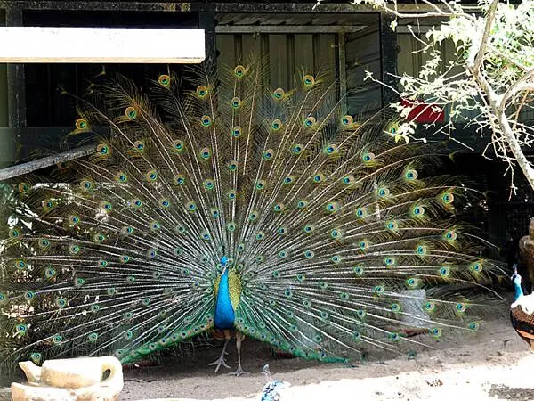 枕頭山農莊孔雀園 (2).jpg 枕頭山農莊孔雀園 (2).jpg