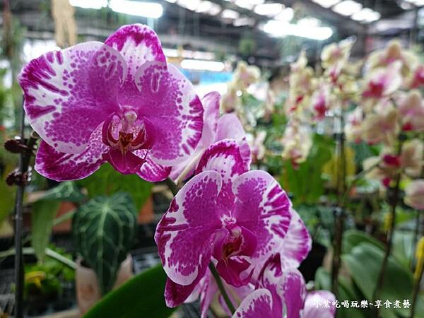 販賣部蘭花盆栽-金雙甡花卉農場 (1).jpg 販賣部蘭花盆栽-金雙甡花卉農場 (1).jpg