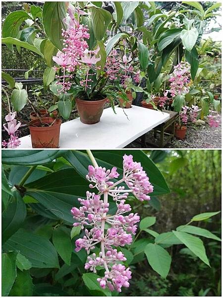 寶蓮花-金雙甡花卉農場.jpg 寶蓮花-金雙甡花卉農場.jpg